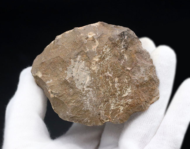 モロッコのデボン紀の地層より採集された三葉虫、クロタロセファルス・ギブス(Crotalocephalus gibbus)の化石(その9)