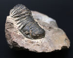 モロッコのデボン紀の地層より採集された三葉虫、クロタロセファルス・ギブス（Crotalocephalus gibbus）の化石