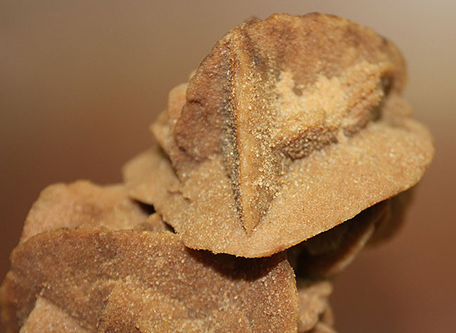 大きな結晶が魅力。ダイナミックな砂漠のバラ、モロッコ産です。(Desert rose)(その4)