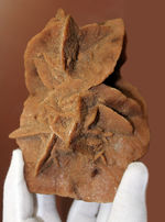 大きな結晶が魅力。ダイナミックな砂漠のバラ、モロッコ産です。(Desert rose)
