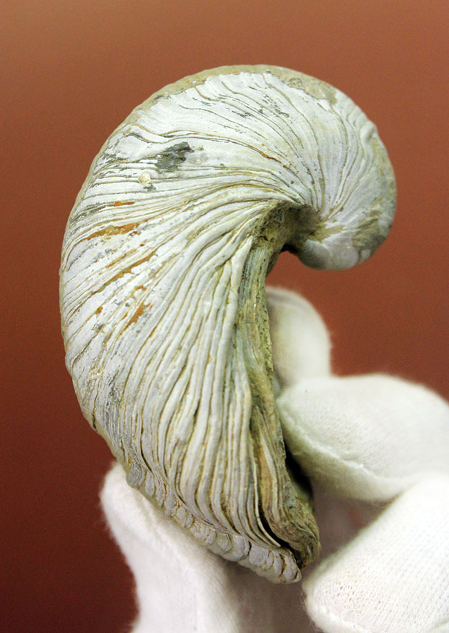 ヨーロッパに分布していた古代の絶滅カキ、イタボガキ(Gryphaea arcuata)の化石(その1)