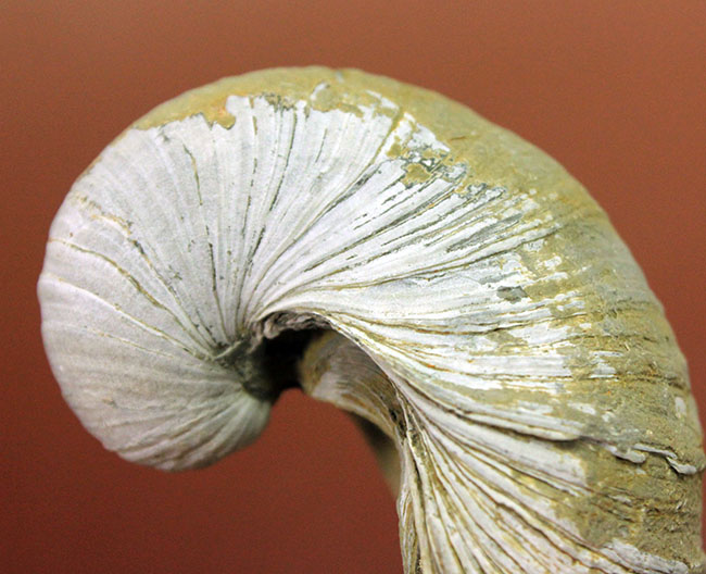 ヨーロッパに分布していた古代の絶滅カキ、イタボガキ(Gryphaea arcuata)の化石(その2)