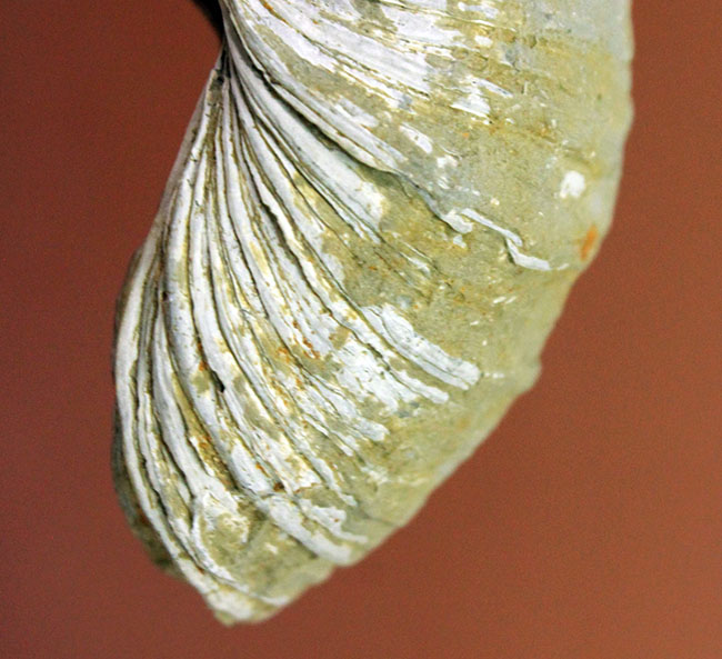 ヨーロッパに分布していた古代の絶滅カキ、イタボガキ(Gryphaea arcuata)の化石(その3)