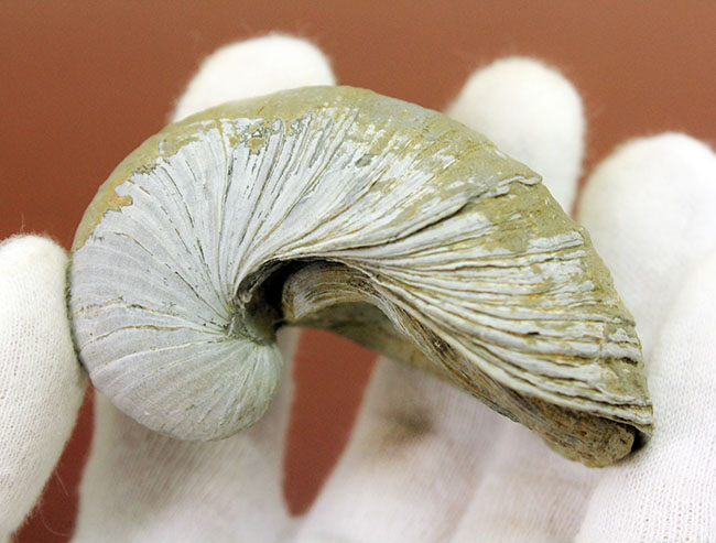 ヨーロッパに分布していた古代の絶滅カキ、イタボガキ(Gryphaea arcuata)の化石(その4)