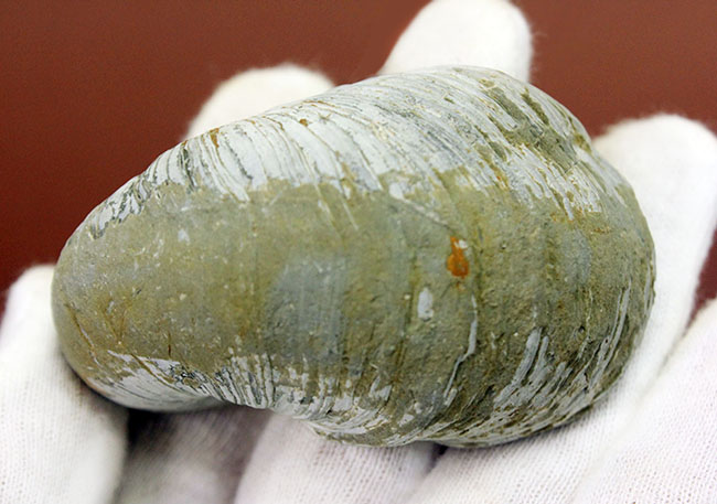 ヨーロッパに分布していた古代の絶滅カキ、イタボガキ(Gryphaea arcuata)の化石(その5)
