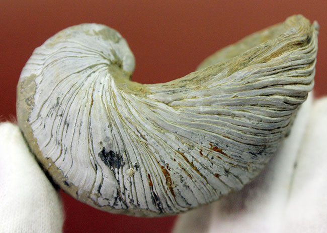 ヨーロッパに分布していた古代の絶滅カキ、イタボガキ(Gryphaea arcuata)の化石(その6)