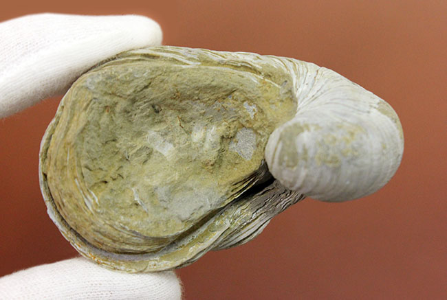 ヨーロッパに分布していた古代の絶滅カキ、イタボガキ(Gryphaea arcuata)の化石(その7)