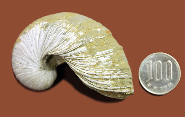 ヨーロッパに分布していた古代の絶滅カキ、イタボガキ(Gryphaea arcuata)の化石(その8)