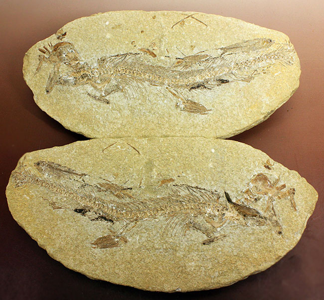 ベリーベリーレア!シーラカンスに代表される魚類、肉鰭類(にくきるい)と思しき個体が内包されたネガポジ一対揃ったノジュール化石(その1)