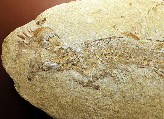 ベリーベリーレア!シーラカンスに代表される魚類、肉鰭類(にくきるい)と思しき個体が内包されたネガポジ一対揃ったノジュール化石(その10)