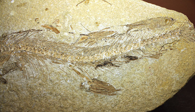 ベリーベリーレア!シーラカンスに代表される魚類、肉鰭類(にくきるい)と思しき個体が内包されたネガポジ一対揃ったノジュール化石(その11)