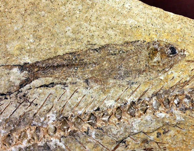 ベリーベリーレア!シーラカンスに代表される魚類、肉鰭類(にくきるい)と思しき個体が内包されたネガポジ一対揃ったノジュール化石(その12)