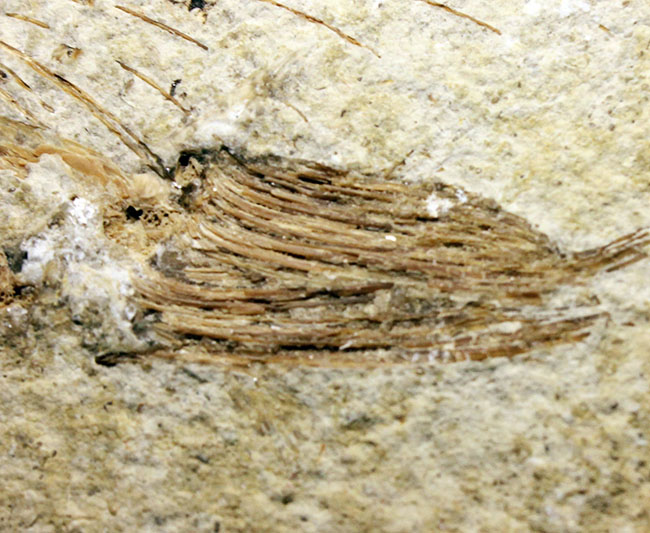 ベリーベリーレア！シーラカンスに代表される魚類、肉鰭類（にくきるい）と思しき個体が内包されたネガポジ一対揃ったノジュール化石（その13）