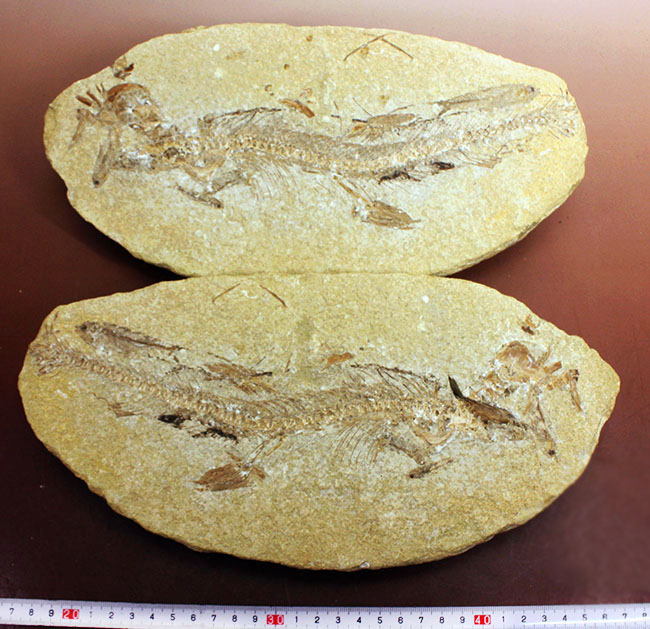 ベリーベリーレア!シーラカンスに代表される魚類、肉鰭類(にくきるい)と思しき個体が内包されたネガポジ一対揃ったノジュール化石(その14)