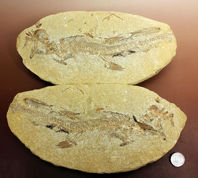 ベリーベリーレア！シーラカンスに代表される魚類、肉鰭類（にくきるい）と思しき個体が内包されたネガポジ一対揃ったノジュール化石（その17）