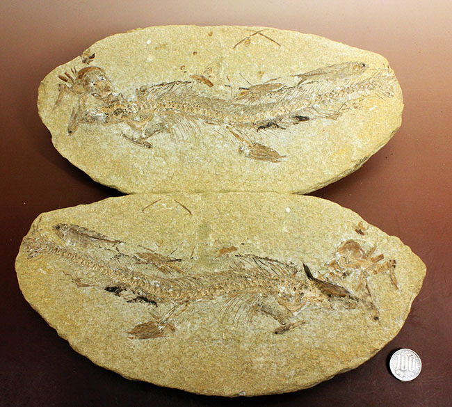 ベリーベリーレア!シーラカンスに代表される魚類、肉鰭類(にくきるい)と思しき個体が内包されたネガポジ一対揃ったノジュール化石(その17)