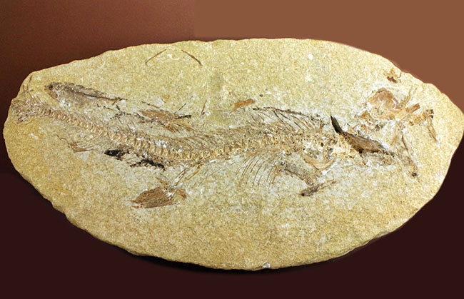 ベリーベリーレア!シーラカンスに代表される魚類、肉鰭類(にくきるい)と思しき個体が内包されたネガポジ一対揃ったノジュール化石(その2)