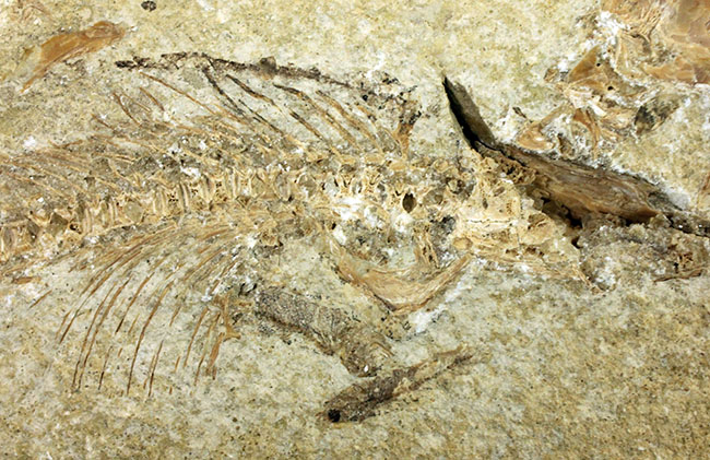 ベリーベリーレア!シーラカンスに代表される魚類、肉鰭類(にくきるい)と思しき個体が内包されたネガポジ一対揃ったノジュール化石(その3)