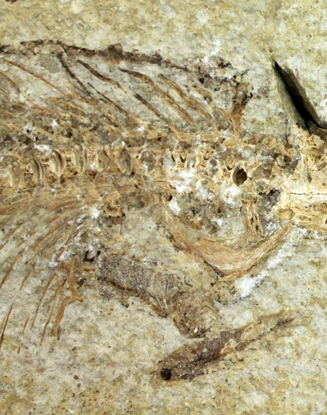 ベリーベリーレア!シーラカンスに代表される魚類、肉鰭類(にくきるい)と思しき個体が内包されたネガポジ一対揃ったノジュール化石(その4)