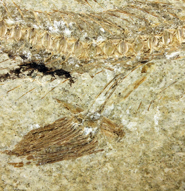 ベリーベリーレア!シーラカンスに代表される魚類、肉鰭類(にくきるい)と思しき個体が内包されたネガポジ一対揃ったノジュール化石(その5)
