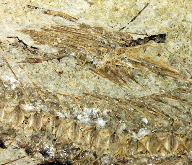 ベリーベリーレア!シーラカンスに代表される魚類、肉鰭類(にくきるい)と思しき個体が内包されたネガポジ一対揃ったノジュール化石(その6)
