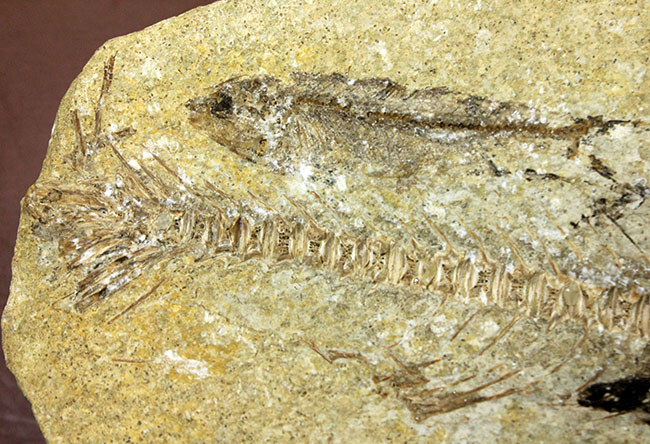 ベリーベリーレア!シーラカンスに代表される魚類、肉鰭類(にくきるい)と思しき個体が内包されたネガポジ一対揃ったノジュール化石(その7)