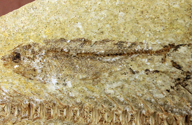 ベリーベリーレア！シーラカンスに代表される魚類、肉鰭類（にくきるい）と思しき個体が内包されたネガポジ一対揃ったノジュール化石（その8）