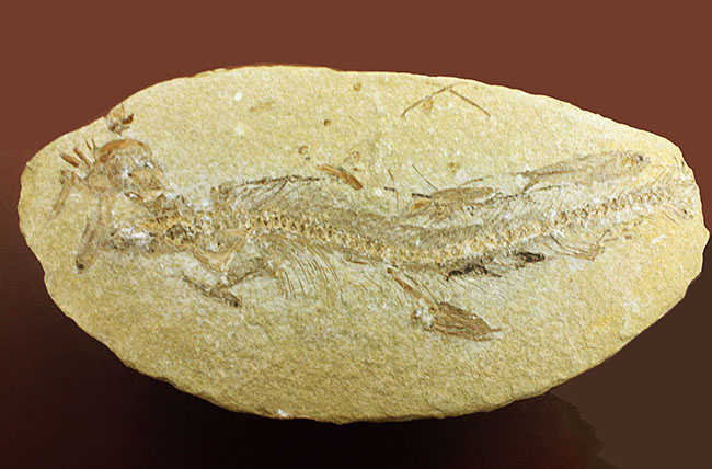 ベリーベリーレア!シーラカンスに代表される魚類、肉鰭類(にくきるい)と思しき個体が内包されたネガポジ一対揃ったノジュール化石(その9)