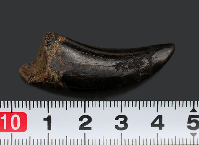 ベリーナチュラル!カーブ計測で5センチ超えのジェム級に美しいティラノサウルス・レックス(Tyrannosaurus rex)の歯化石。米国モンタナ州ヘルクリーク累層で発見・採集(その14)