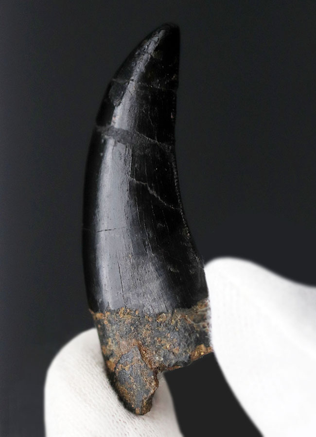 ベリーナチュラル!カーブ計測で5センチ超えのジェム級に美しいティラノサウルス・レックス(Tyrannosaurus rex)の歯化石。米国モンタナ州ヘルクリーク累層で発見・採集(その9)