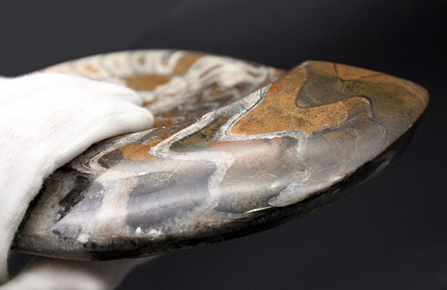 古生代デボン紀の頭足類、コレクションとして完成された美しいゴニアタイト（Goniatite）の化石（その10）