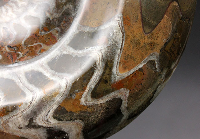 古生代デボン紀の頭足類、コレクションとして完成された美しいゴニアタイト（Goniatite）の化石（その6）