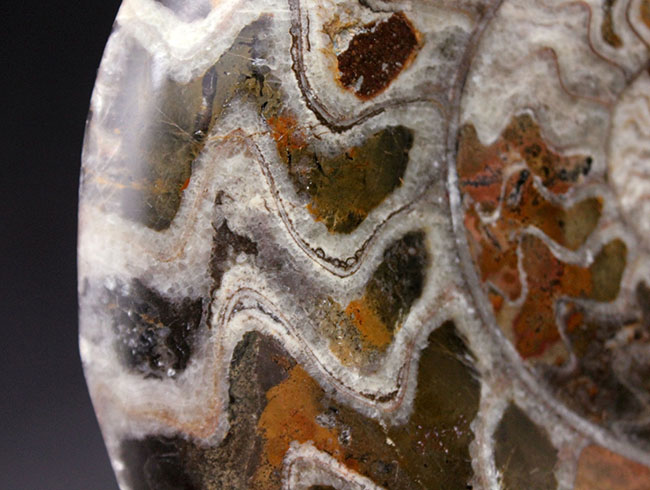 古生代デボン紀の頭足類、コレクションとして完成された美しいゴニアタイト（Goniatite）の化石（その7）
