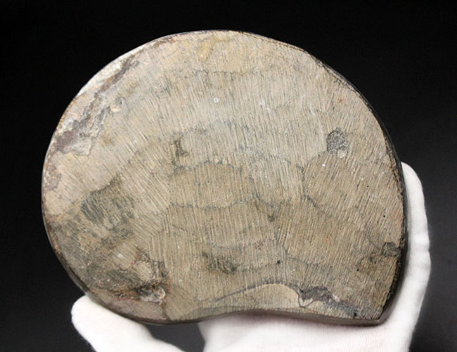 古生代デボン紀の頭足類、コレクションとして完成された美しいゴニアタイト（Goniatite）の化石（その9）