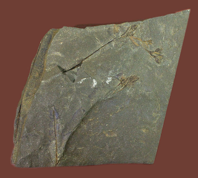 希少！世界最古の種子植物モレスネティアの化石（Moresnetia zalesskyi