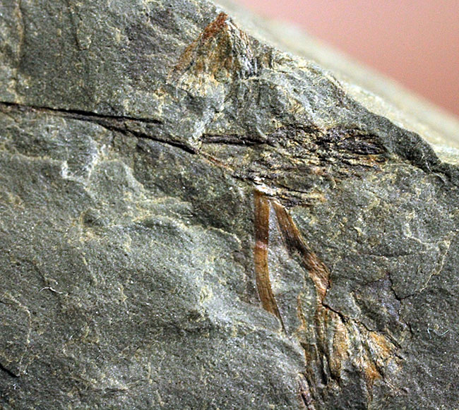 希少！世界最古の種子植物モレスネティアの化石（Moresnetia zalesskyi）。現世の大部分の植生の原点とも言える存在。（その11）
