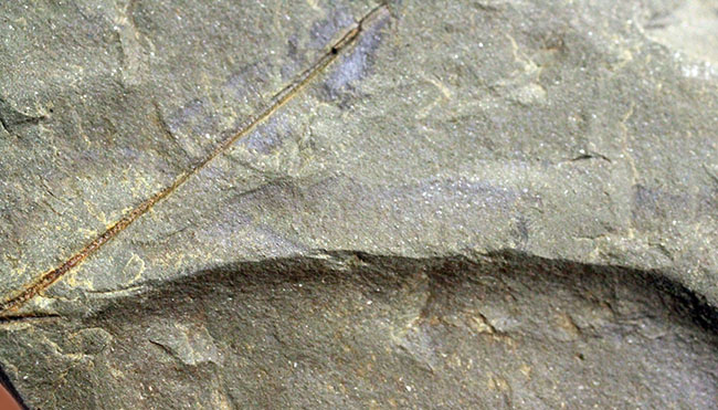 希少！世界最古の種子植物モレスネティアの化石（Moresnetia zalesskyi）。現世の大部分の植生の原点とも言える存在。（その8）