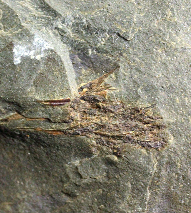 希少！世界最古の種子植物モレスネティアの化石（Moresnetia zalesskyi）。現世の大部分の植生の原点とも言える存在。（その9）