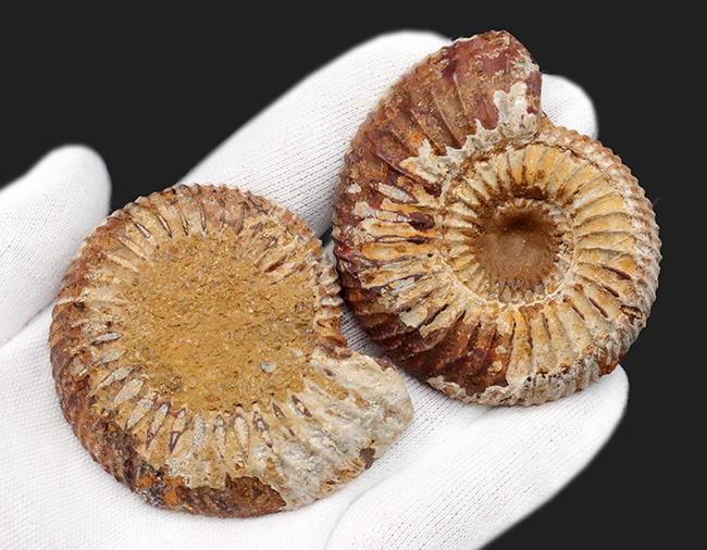 およそ1億年前のゆる巻きアンモナイト、ペリスフィンクテス(Perisphinctes)のハーフカット、ペア化石(その7)