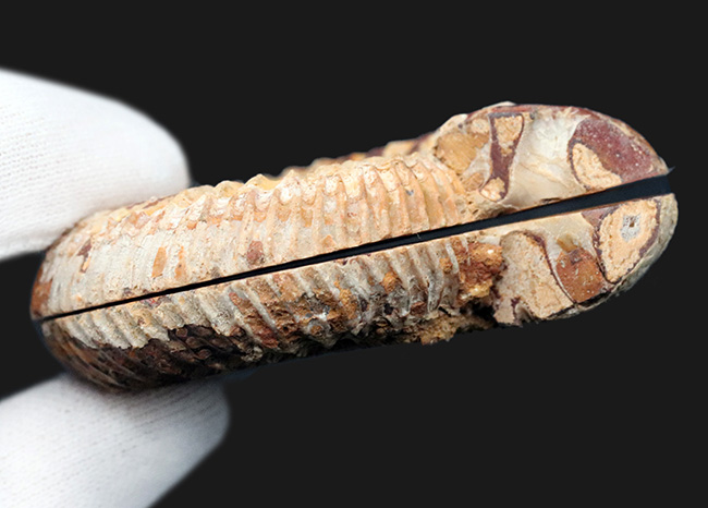 およそ1億年前のゆる巻きアンモナイト、ペリスフィンクテス(Perisphinctes)のハーフカット、ペア化石(その8)