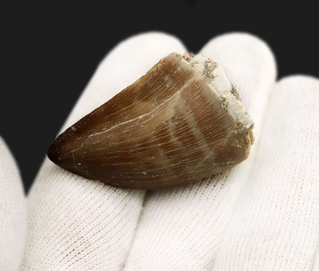 ナチュラル！周長78ミリに達する「極太」のモササウルス（Mosasaurus