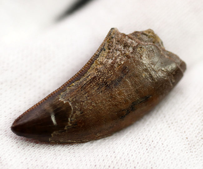 粒が見えるセレーションが保存されたティラノサウルス・レックス幼体の