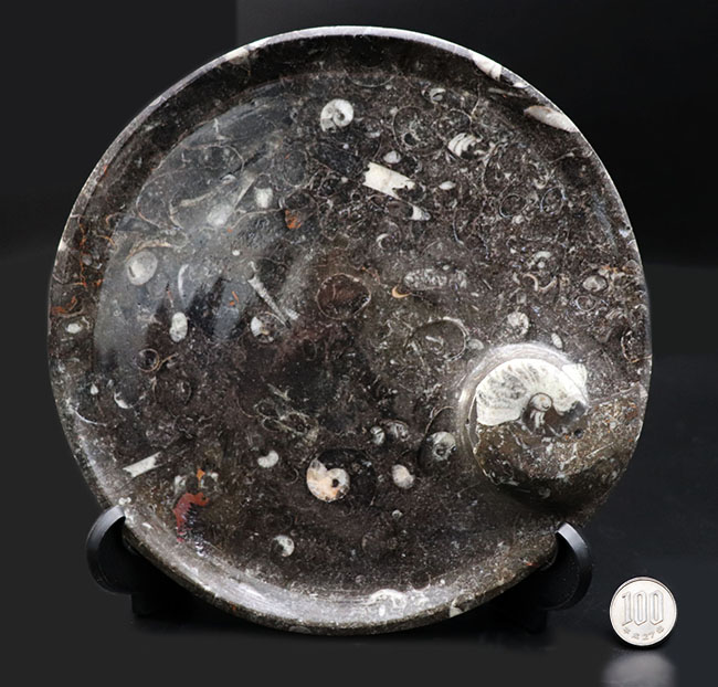 古生代デボン紀に棲息していたゴニアタイトやオルソセラスを使った