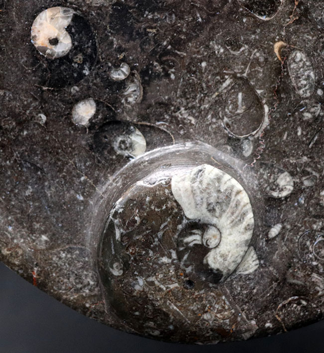 古生代デボン紀に棲息していたゴニアタイトやオルソセラスを使ったプレート化石。お皿としても利用可能！（その3）