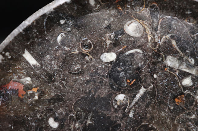 古生代デボン紀に棲息していたゴニアタイトやオルソセラスを使ったプレート化石。お皿としても利用可能！（その7）