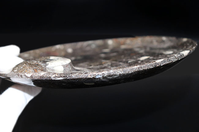 古生代デボン紀に棲息していたゴニアタイトやオルソセラスを使ったプレート化石。お皿としても利用可能！（その8）