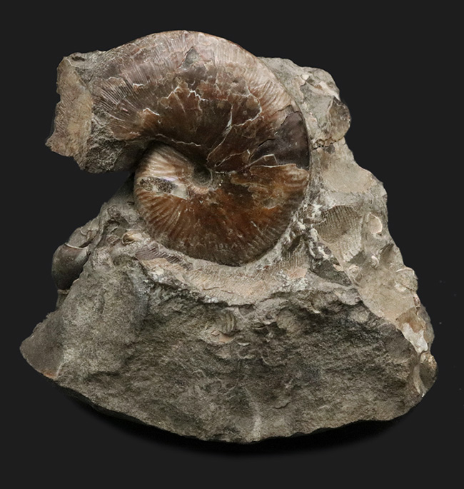 レア!アンモナイトコレクター必見!サウスダコタ州産のホプロスカフィテス(Hoploscaphites)の母岩付き標本(その1)