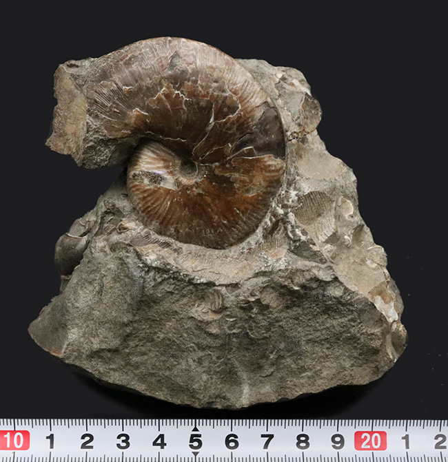 レア!アンモナイトコレクター必見!サウスダコタ州産のホプロスカフィテス(Hoploscaphites)の母岩付き標本(その10)