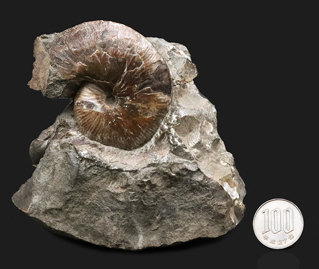 レア!アンモナイトコレクター必見!サウスダコタ州産のホプロスカフィテス(Hoploscaphites)の母岩付き標本(その11)