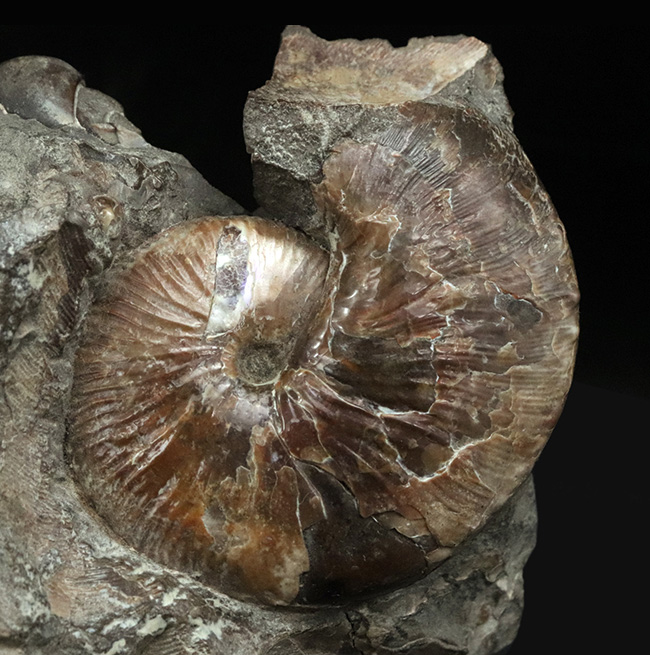 レア!アンモナイトコレクター必見!サウスダコタ州産のホプロスカフィテス(Hoploscaphites)の母岩付き標本(その2)